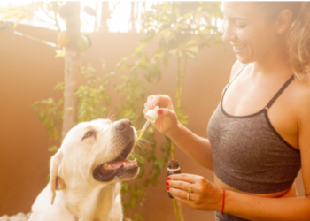 CBD Oil for Dogs: Here are the Health Benefits