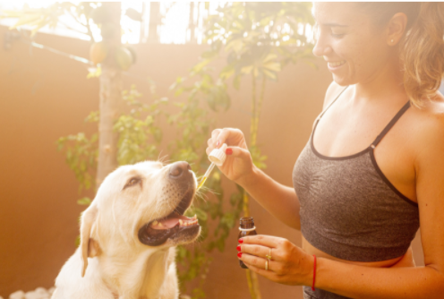 CBD Oil for Dogs: Here are the Health Benefits