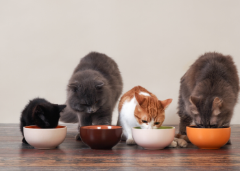 The Ultimate Search For The Right Cat Food: Buying Pet Food Tips and Tricks