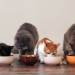 The Ultimate Search For The Right Cat Food: Buying Pet Food Tips and Tricks