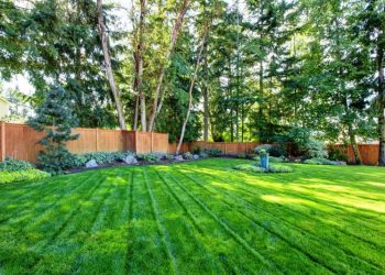 Sod, Seed, or Hydroseeding: Which Option Is Best For Your Lawn?
