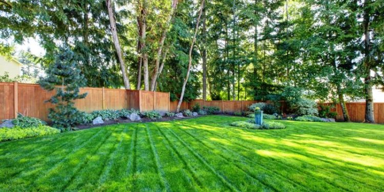Sod, Seed, or Hydroseeding: Which Option Is Best For Your Lawn?