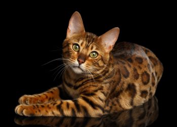 The Snow Bengal Cat Ultimate Guide