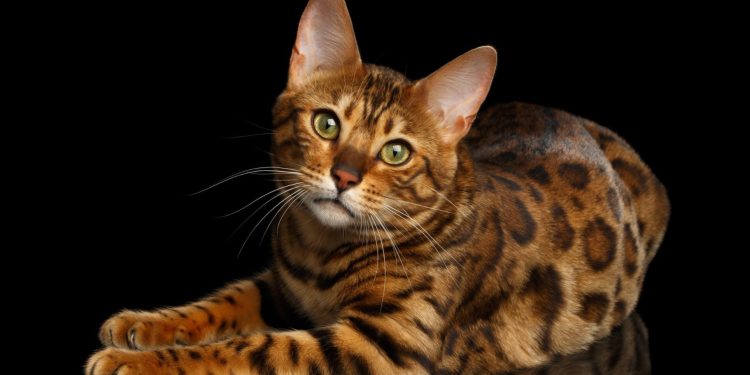 The Snow Bengal Cat Ultimate Guide