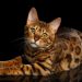The Snow Bengal Cat Ultimate Guide