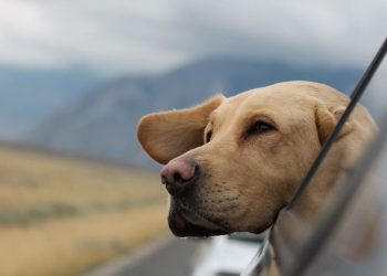 TIPS ON  Travelling WITH YOUR LABRADOR RETRIEVER