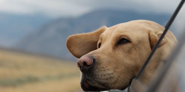 TIPS ON  Travelling WITH YOUR LABRADOR RETRIEVER
