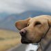 TIPS ON  Travelling WITH YOUR LABRADOR RETRIEVER