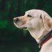 Labrador Retriever Characteristics