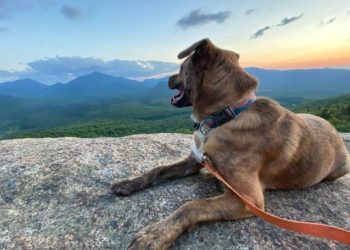 How to Hike With a Dog