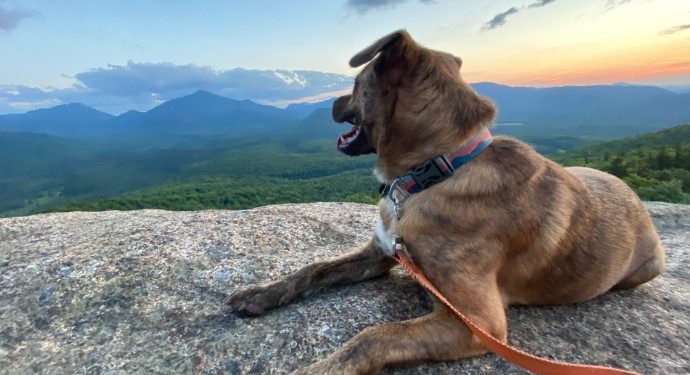 How to Hike With a Dog