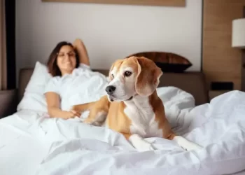 Bringing Your Dog To A Hotel? 10 Things You Need To Know