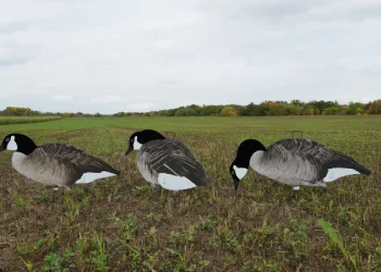 The Science Behind Dive Bomb Industries’ Effective Hunting Solutions