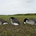 The Science Behind Dive Bomb Industries’ Effective Hunting Solutions
