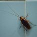 Will Bugs Avoid a Clean House?